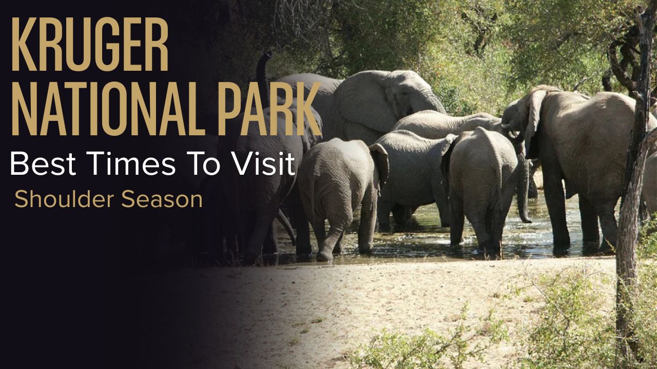 Elephants gathered around a small waterhole in Kruger National Park, South Africa.
